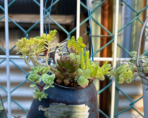 アルミリメイク缶 多肉植物 寄せ植え 多肉植物 Jam Osaka 通販