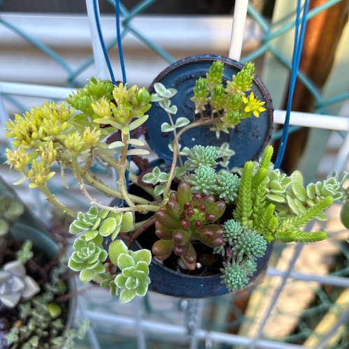 アルミリメイク缶 多肉植物 寄せ植え 多肉植物 Jam Osaka 通販