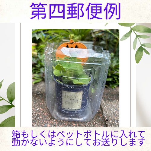 アルミリメイク缶 多肉植物 寄せ植え 多肉植物 Jam Osaka 通販
