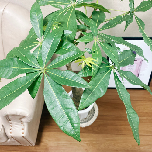 現品］パキラ 実生 観葉植物 室内 大型 レア 珍しい その他インテリア