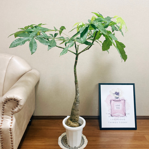 現品］パキラ 実生 観葉植物 室内 大型 レア 珍しい その他インテリア