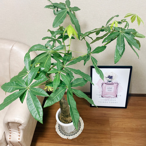 現品］パキラ 実生 観葉植物 室内 大型 レア 珍しい その他インテリア