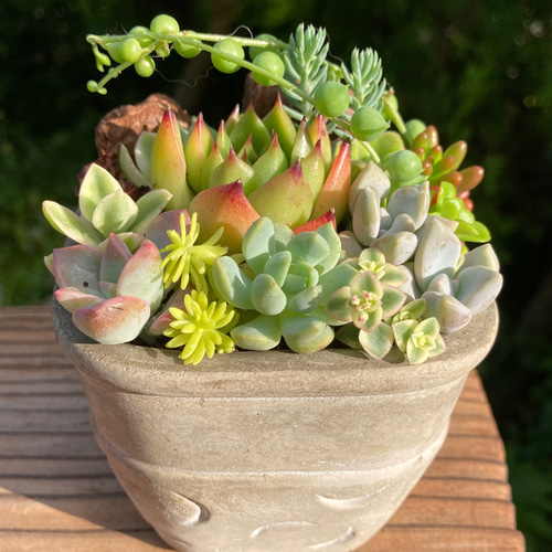 セダムの寄せ植え｜ valor-navi バローナビ