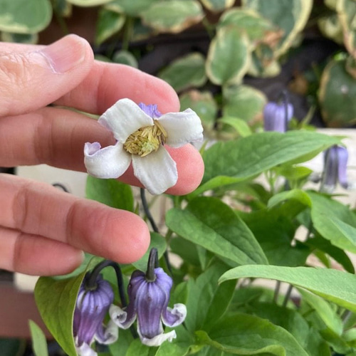 壺型クレマチス10粒 多肉植物 植花夢 通販 16232452｜Creema(クリーマ)