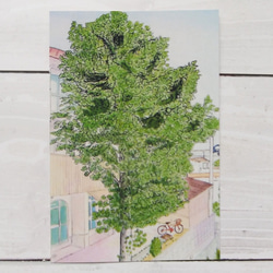 【選べる3枚】『癒しのユリの木』 ポストカード 木  絵 絵画 風景画 水彩画 ハガキ インテリア 3枚目の画像