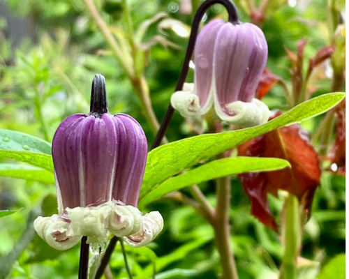 ヴィオルナ系壺型クレマチス10粒 多肉植物 植花夢 通販 16232828
