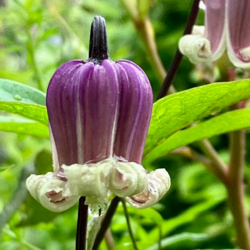 ヴィオルナ系壺型クレマチス10粒 多肉植物 植花夢 通販 16232828