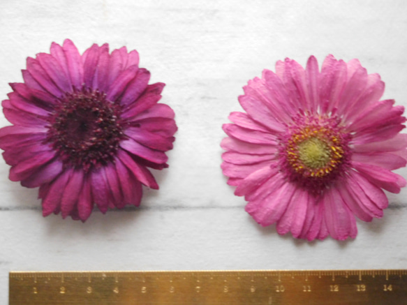 　ピンク系ガーベラ　ドライフラワー　素材 7枚目の画像