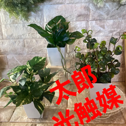 光触媒 人工観葉植物 ウォールグリーン フェイクグリーン ウンベラータ