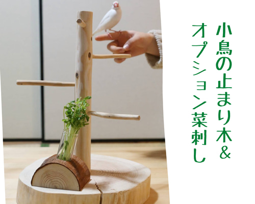 流木 止まり木 卓上小鳥用（125） ワレックス