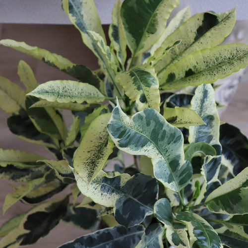 送料無料｜クロトン・タマラ｜観葉植物の苗｜植物の苗｜インテリア