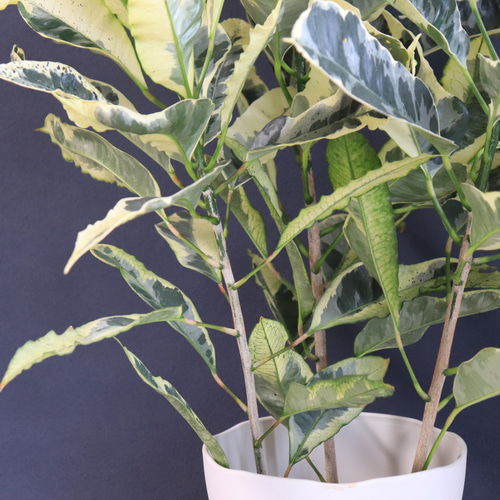 送料無料｜クロトン・タマラ｜観葉植物の苗｜植物の苗｜インテリア