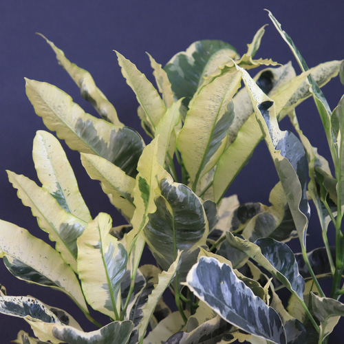 送料無料｜クロトン・タマラ｜観葉植物の苗｜植物の苗｜インテリア