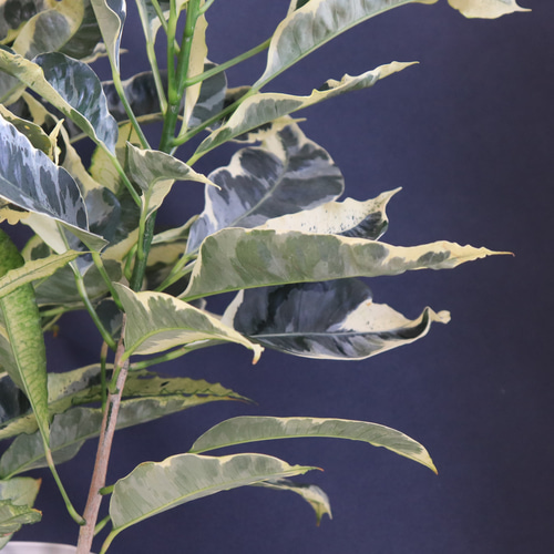 送料無料｜クロトン・タマラ｜観葉植物の苗｜植物の苗｜インテリア