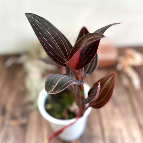 ジュエルオーキッド』ルディシアディスカラー☆宝石蘭☆希少種☆葉脈が