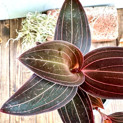 ジュエルオーキッド』ルディシアディスカラー☆宝石蘭☆希少種☆葉脈が