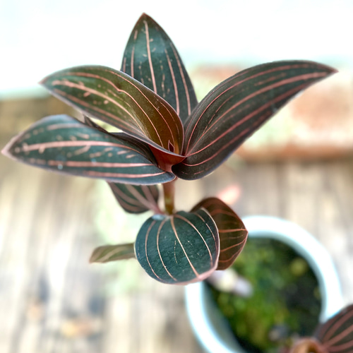 ジュエルオーキッド』ルディシアディスカラー☆宝石蘭☆希少種☆葉脈が