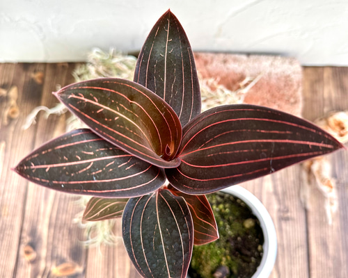 ab327307b49ca86727579236c6002a