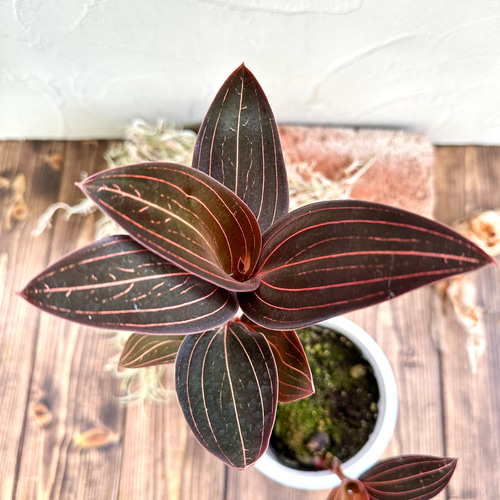 ジュエルオーキッド』ルディシアディスカラー☆宝石蘭☆希少種☆葉脈が