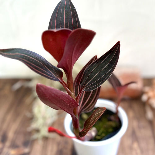 ジュエルオーキッド』ルディシアディスカラー☆宝石蘭☆希少種☆葉脈が