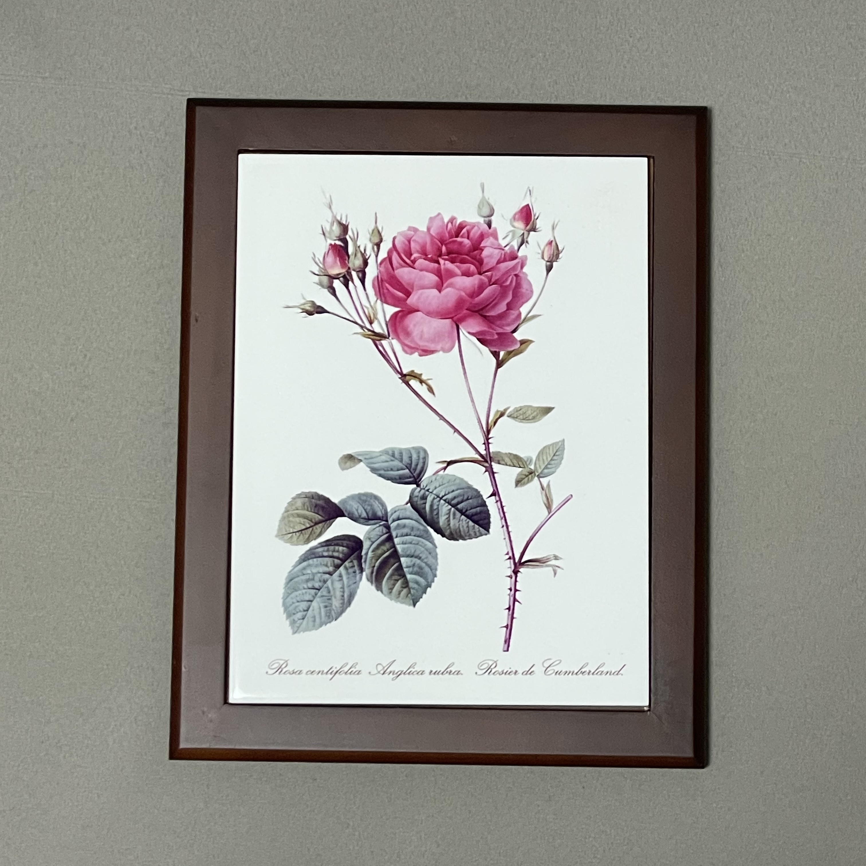 バラの植物画 シルバーフレーム付き