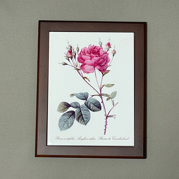 ルドゥーテ 植物画 ボタニカルアート バラ フォトタイル木製