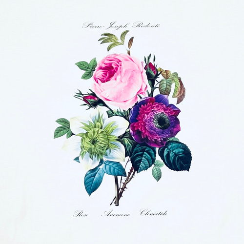 ルドゥーテ　バラ　アネモネ　テッセン　ブーケP.J. Redouté 花の絵 ルドゥーテ バラ アネモネ テッセン ブーケP.J. Redouté 花の絵 薔薇