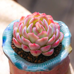 No.530 ❁ストロベリーアイス❁ 抜き苗 多肉植物 寄せ植え No.530 ❁ストロベリーアイス❁ 抜き苗 多肉植物 寄せ植え