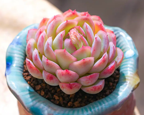ストロベリーアイス 多肉植物 エケベリア その他インテリア雑貨