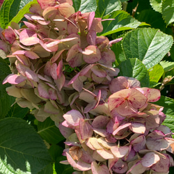 紫陽花　ドライフラワー　陶器　フリーカップ　ヨーグルトやアイスにも② 2枚目の画像