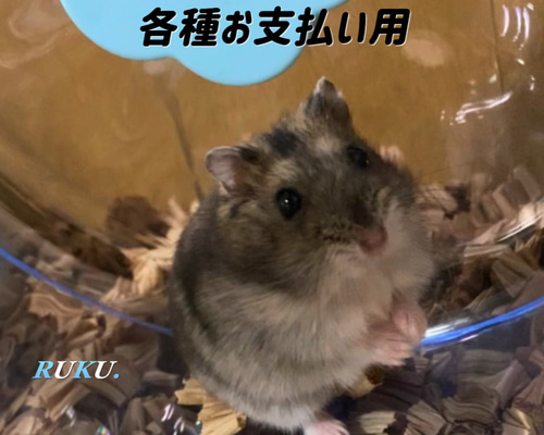 ルーチェ様確認用　ハムスター　グラスハーモニー600用　ロフト(ルーミィ　ハウス ルーチェ様確認用 ハムスター グラスハーモニー600用 ロフト