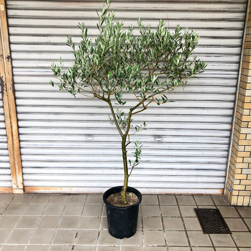現品 厳選株/ オリーブの木 オリーブ souju ネバディロブランコ 9号 