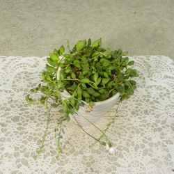 ★ENGEI ichioki★グリーンネックレス・陶器鉢01★人気の多肉植物です★ 7枚目の画像