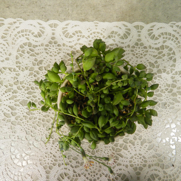 ★ENGEI ichioki★グリーンネックレス・陶器鉢01★人気の多肉植物です★ 6枚目の画像