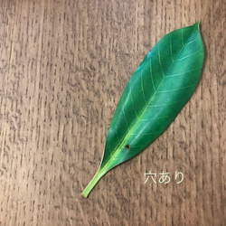 本革　葉っぱ　マテバシイ　ブックマーク　栞 6枚目の画像