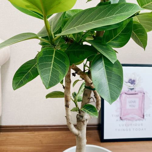 現品］7番 フィカスアルテシマ 8号 観葉植物 室内 大型 ストレート