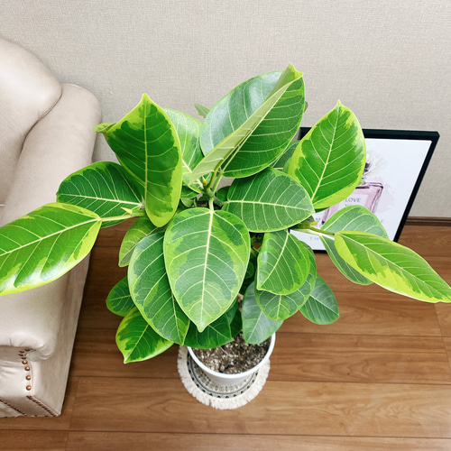 現品］7番 フィカスアルテシマ 8号 観葉植物 室内 大型 ストレート