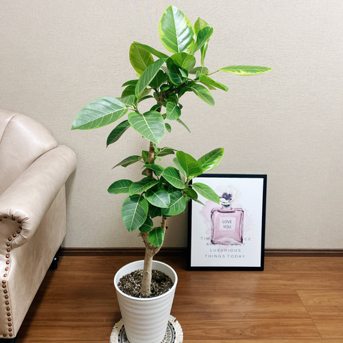 現品］7番 フィカスアルテシマ 8号 観葉植物 室内 大型 ストレート