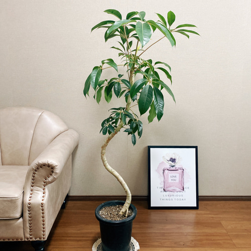 現品］ツピタンサス 8号 プラ鉢 観葉植物 室内 大型 幸福 ツピダンサス  