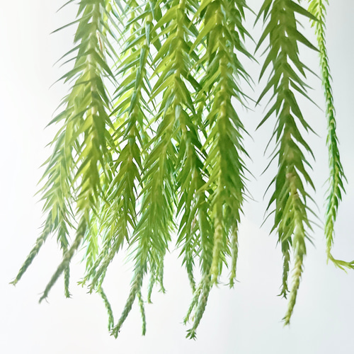 ①11/22撮影 #601 希少 フペルジア ゴエベリー 観葉植物 室内 吊り下げ