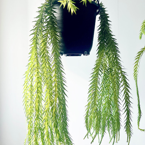 ①11/22撮影 #601 希少 フペルジア ゴエベリー 観葉植物 室内 吊り下げ