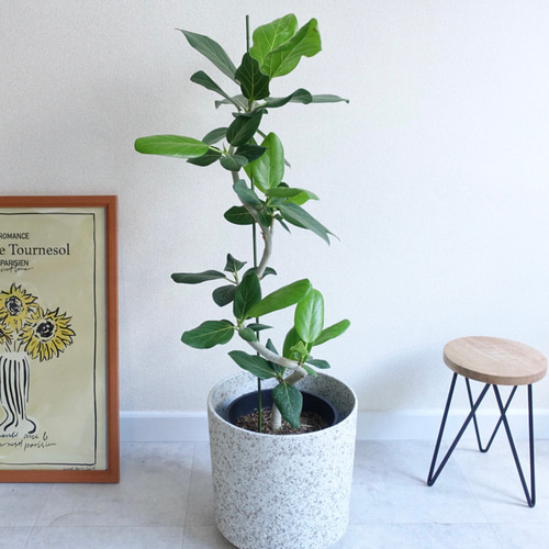 フィカス　ベンガレンシス　曲がり　鉢皿付き＋エバーフレッシュ鉢皿付き フィカス ベンガレンシス 曲がり 鉢皿付き＋エバーフレッシュ鉢皿付き