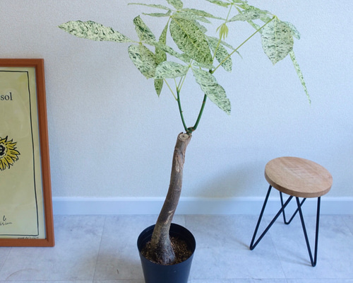 2eabaeff372b5b8a5b53644067def4