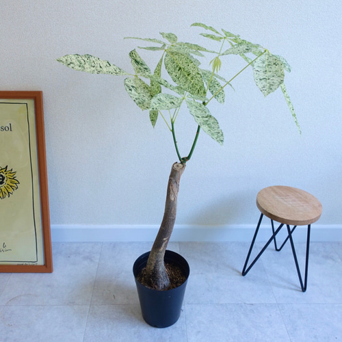 希少♡レア パキラ ミルキーウェイ 観葉植物 室内 〈フィカス