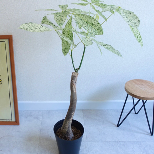 パキラ ミルキーウェイ 曲がり 希少 観葉植物 大型 室内 パキラ