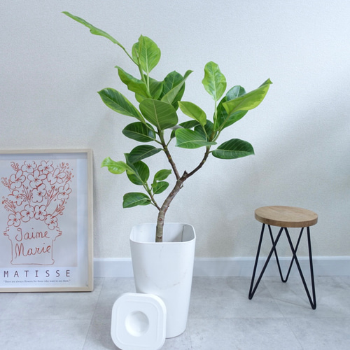 フィカス アルテシマ 斑入り 観葉植物 室内 鹿児島育ち