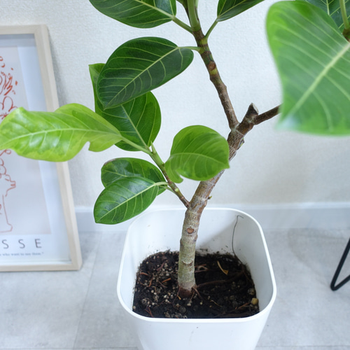 フィカス アルテシマ 斑入り 観葉植物 室内 鹿児島育ち