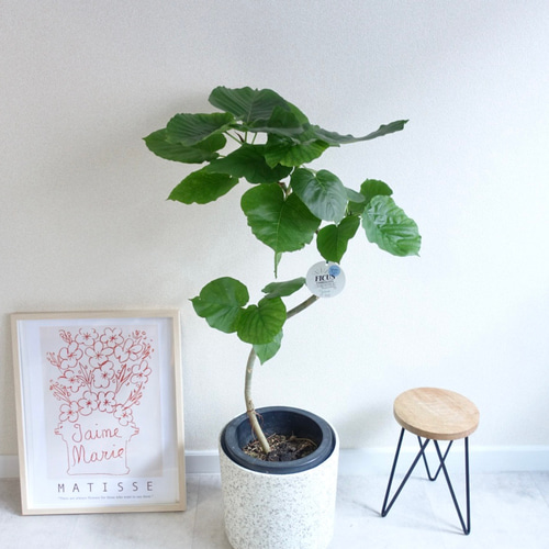 ［現品］36番　フィカス　ウンベラータ　曲がり　8号　観葉植物　室内　大型　人気 観葉植物 本物 フィカス・ウンベラータ 曲がり樹形 7号鉢 鉢