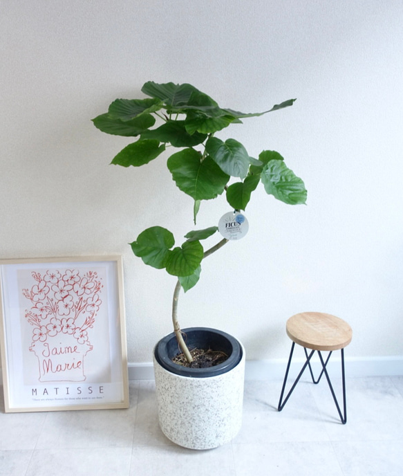 【ちゃここ】【現品】フィカス・ウンベラータ　曲がり　8号　紺鉢　（2） 現品】フィカス・ウンベラータ 曲がり 8号 紺鉢 （3）