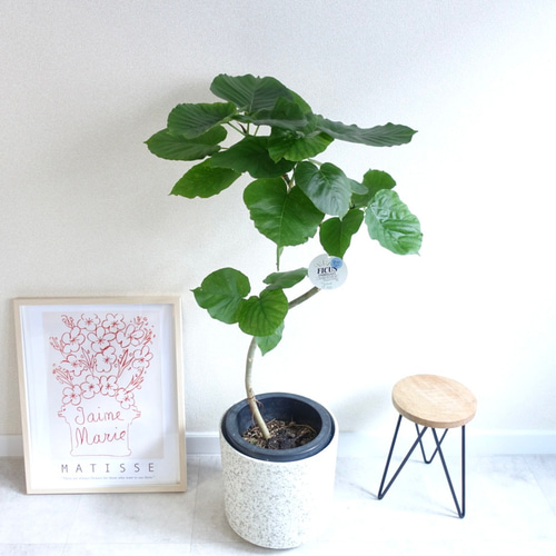 ハートの葉っぱ♡ フィカス ウンベラータ 曲がり 観葉植物 室内